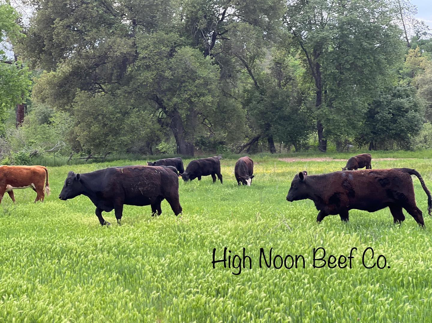 Available Now! Grain Finished Beef Shares!