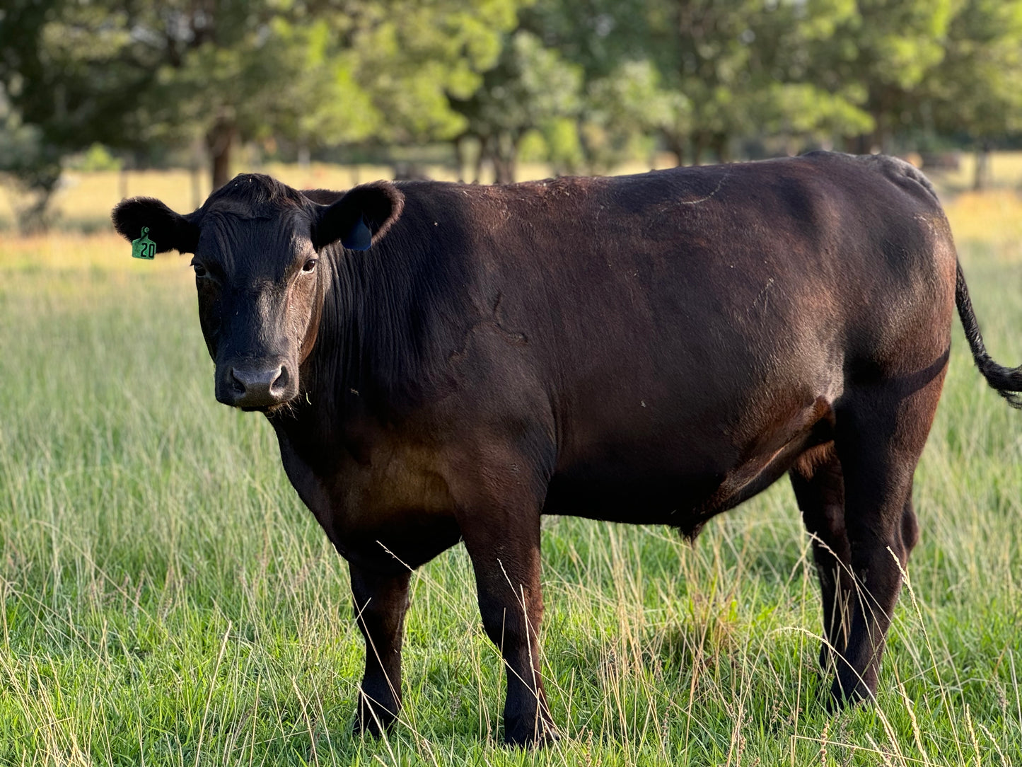 Available Now! Grain Finished Beef Shares!