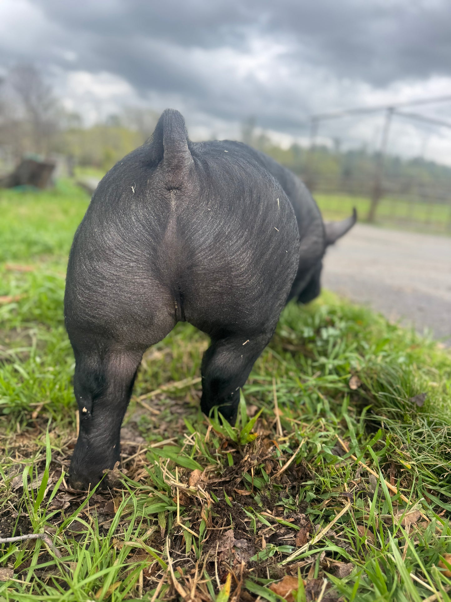 Luke's Pastured and Milk Finished 1/2 Pork