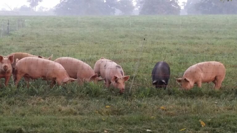 Fall Pork Favorites- Small Box