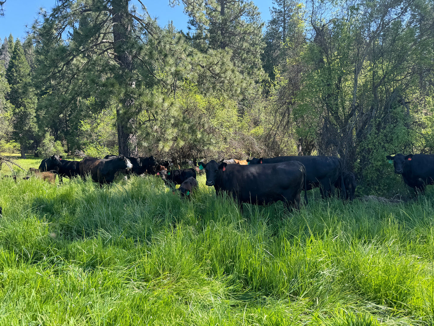 Whole 100% Grass Beef-Sonoma County-DEPOSIT
