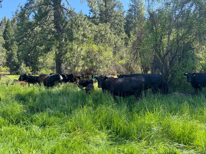 Whole 100% Grass Beef-Sonoma County-DEPOSIT
