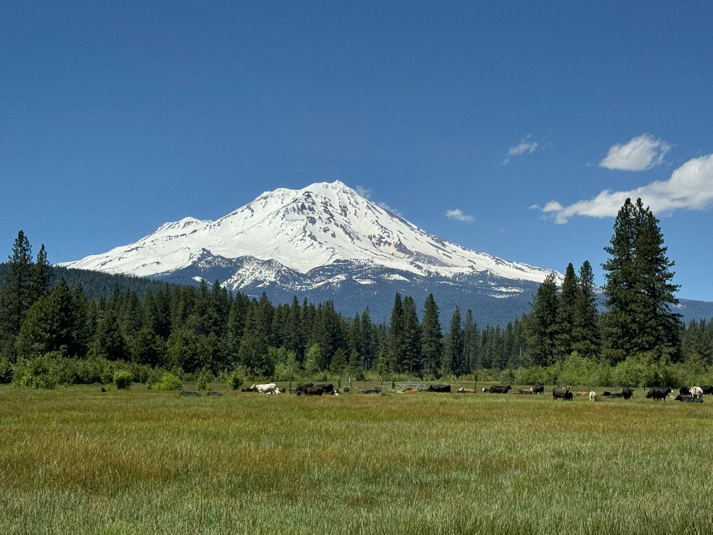 Whole 100% Grass Beef-Sonoma County-DEPOSIT