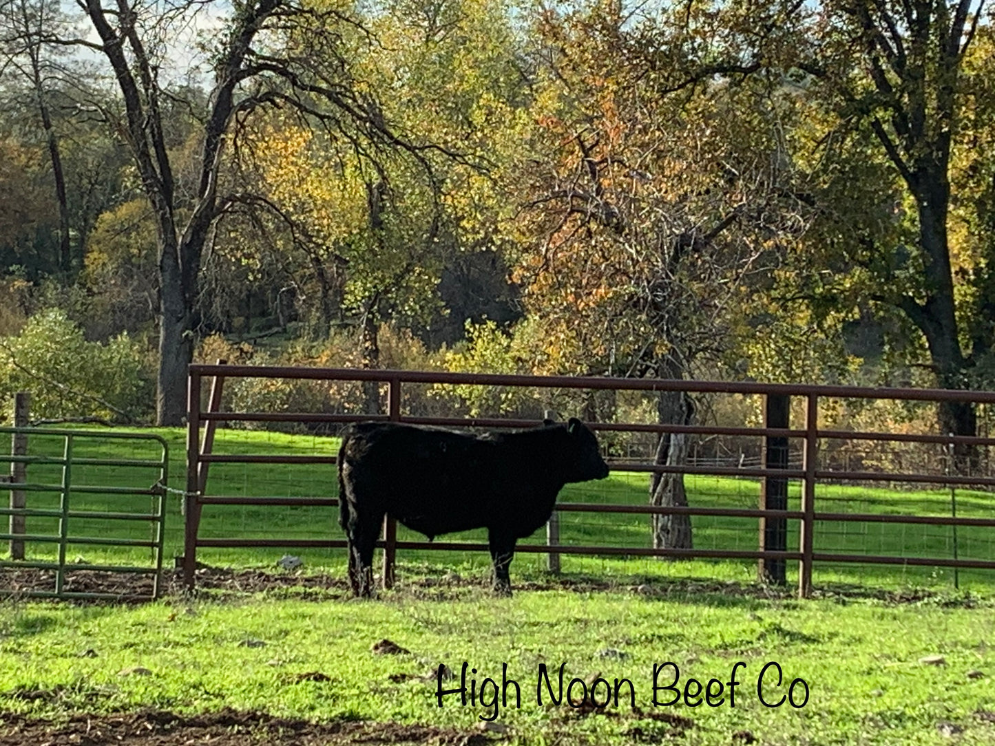 1/4 Beef Deposit for Non GMO Grain Finished