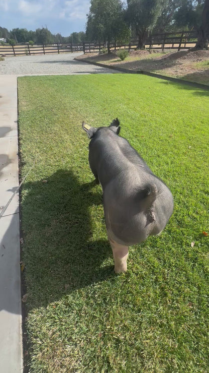 Luke's Pastured and Milk Finished 1/2 Pork