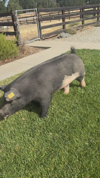 Luke's Pastured and Milk Finished 1/2 Pork